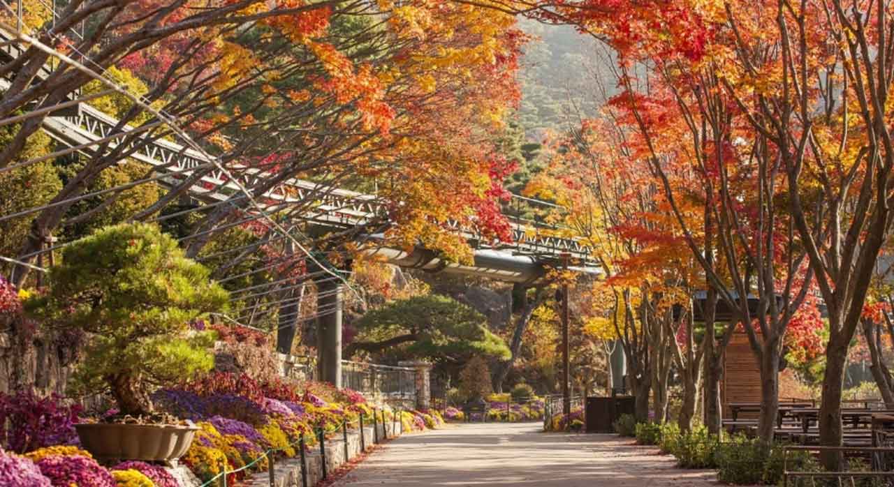 화담숲 단풍나무길