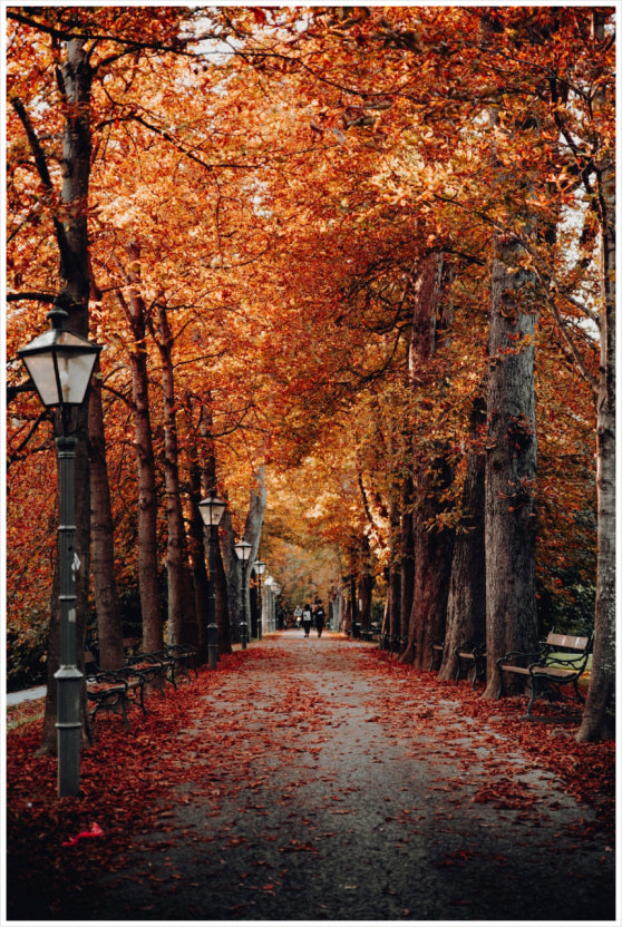 화담숲 메타세쿼이아길